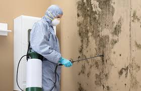 Best Asbestos and Lead Testing During Mold Inspection  in Calumet City, IL